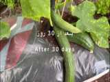 آموزش باغبانی - پرورش و کاشت هویج