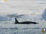 مهارت نهنگ ها در شکار در