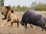 نبرد حیوانات - حیات وحش - سوراخ شدن شیر در حمله به بوفالو