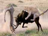 چیتا در مقابل غزال - حیات وحش - رازبقا جدید - حیوانات