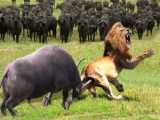 Terrifying Lion Attack on Buffalo  Unbelievable Survival as Brave Buffaloes Br