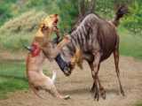 Desperate Escape: Wildebeest Fight for Freedom Against Relentless Lion!