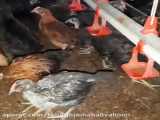 ارسال نیمچه مرغ اصلاح نژاد شده به سراسر کشور