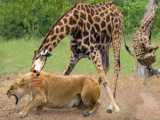 Brave Mother Giraffes Ruthless Revenge on Lion After Babys Tragic Death!