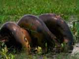 INSANE! Enormous Anaconda Swallows Whole BuffetSized Capybara | Unbelievable M