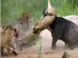 Brave Buffalo Fights Back Against Ferocious Lion Ambush! Watch the Epic Battle