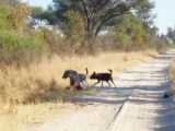 Painful Hyena Is Brutally Attacked By Wild Dogs To Steal Its Prey And What Hap