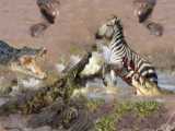 Crocodile Attack at the Watering Hole | Planet Earth III | BBC Earth