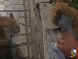 جنگ گربه ها طنز خنده دار