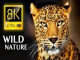 وثائقي HD  عصابات الأسود  عالم الحيوانات المفترسة
