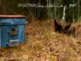 Honey Badger Tries Escaping Leopards Grip