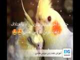 آموزش ناز کردن سر عروس هلندی