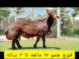 اس سی پی (002)