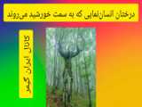 درختان انسان‌نمایی که به سمت خورشید می‌روند