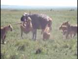 Leopard Messed With The Wrong Buffalo   It Pays Its Life