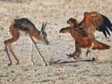 حمله عقاب به آهوی تازه متولد شده - مستند حیات وحش - دنیای حیوانات
