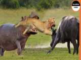 BUYWALL IN BUSINESS! Buffalo against lions  rhinoceros  hippopotamus  crocodil