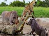 Crocodile Enters Python Burrow To Steal Baby Python And Is Killed By Python