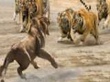 نبرد پلنگ با مار پیتون غول پیکر - مستند حیات وحش - دنیای حیوانات