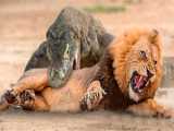 حمله مار پیتون به شیر - مستند حیات وحش - دنیای حیوانات - رازبقا