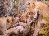 Top 7 Epic Lions Hunting  Kill Warthog Moments