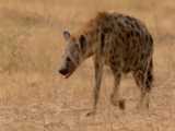 Hyenas Failed Miserably When Clashing With Buffalo Family  Hyena vs Wild Buffa