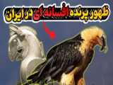 همای سعادت دوباره مردم ایران را غافلگیر کرد_حضور پرنده همای سعادت
