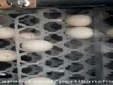 قفس بلدرچین تخمگذار شرکت آی طیور (معرفی امکانات)