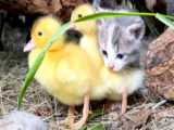 وقتی بچه گربه عاشق جوجه اردک ها میشه