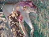 مستند حیات وحش - حمله سگ های وحشی به شیر و توله اش
