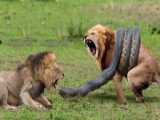 Top 5 Animals That Can Knock Down Lions With Their Horns To Rescue His Teammat