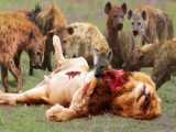 20 Hyenas Savage Destroy Lion Family and Newborn