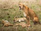 Pain! A Female Lion Cannot Protect Her Young When She is Attacked By a Crazy A