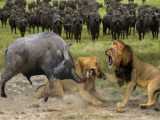نبرد حیوانات ؛ مستند جدید رازبقا ؛ اتحاد بوفالوها علیه شیر