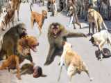 مانگوس ، میمون را  زنده خورد - مستند حیات وحش - دنیای حیات وحش ۲۰۲۴