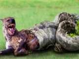 OMG! Hyena Was Swallowed By A Giant Python Eagles Kill Pythons To Avenge The H
