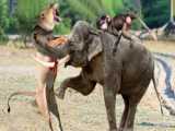 OMG... Clever Elephant Used This Method To Rescue Poor Baby Monkey Caught By B