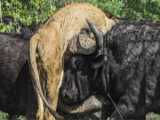 Lion Failed Miserably When Clashing With Buffalo Family || Wild Animal Attack