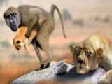 مستند حیات وحش - میمون برای نجات گورخر به پلنگ حمله می کند