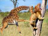 Giraffe Unleashes Insane Kung Fu Kick on Lion! Wild Chase and Brutal Attack