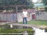 عقاب کچل در مقابل عقاب فیلیپین - کدام قوی ترین است