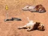 کفتار توله شیر را دزدید !!! جنگ و نبرد حیوانات - دنیای حیات وحش