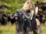 Heroic Stampede: Buffalo Herd Risks All to Rescue Captured Member from Lion At