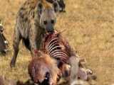 عقاب بچه پلنگ را شکار می کند_ پلنگ مادر از کودکش در برابر شکار عقاب