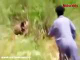 Wildebeest  از کودک در برابر پلنگ و پلنگ انتقام محافظت می کند