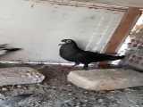 کبوتران خوزستان