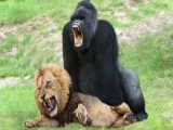 Big Mistake Of Lion Attack Baby Bear  Mother Bear Save Her Baby From Lion