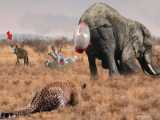 Lion Stalking Baby Giraffe  Mother Giraffe Used This Method To Save Her Baby F