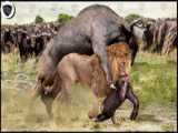 Lions Attack Wild Boars Baby  Wild Boars Unite to Destroy Lion | 1001 Animals