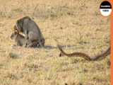 Elephant Tries To Kill The Python  Elephant Failed Miserably When Against Pyth